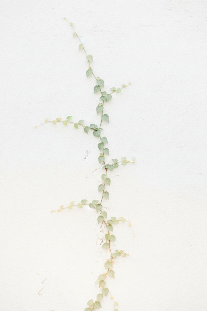 Bild einer grün-orangenen rankenden Pflanze, die sich von oben nach unten zieht. Der Hintergrund ist in einem sehr hellen beige gehalten.